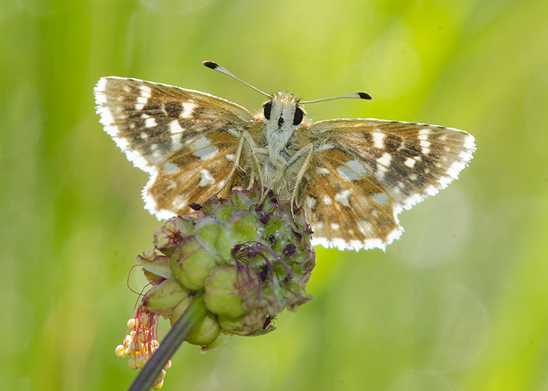 Spialia sertorius - Hesperiidae